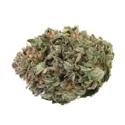 1964 Organic Comatose Dried Flower