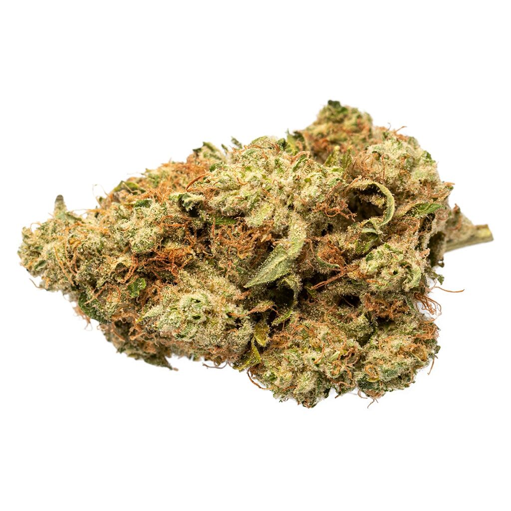 GRASSLANDS Indica