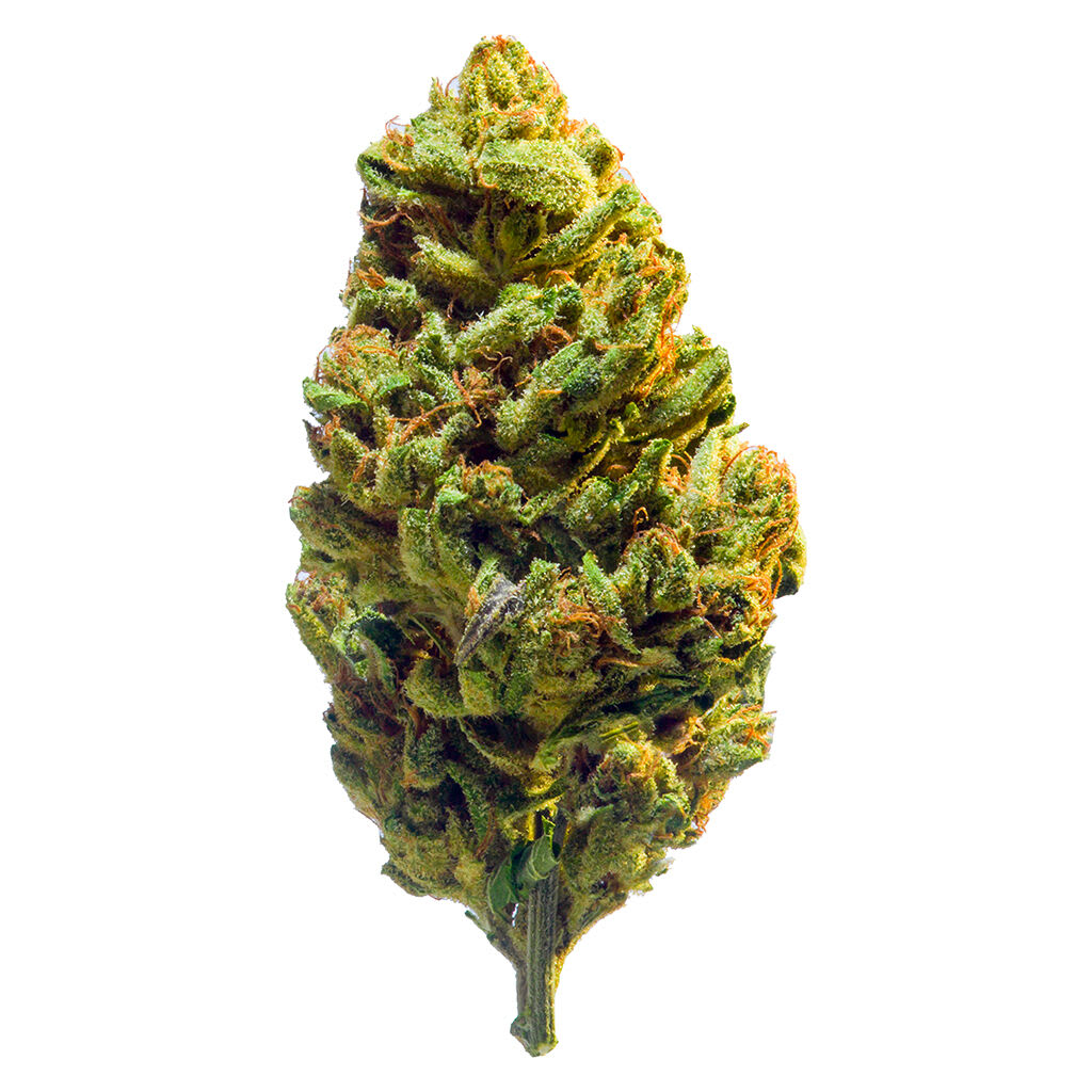 NO DISCOUNT - REDECAN 1:1