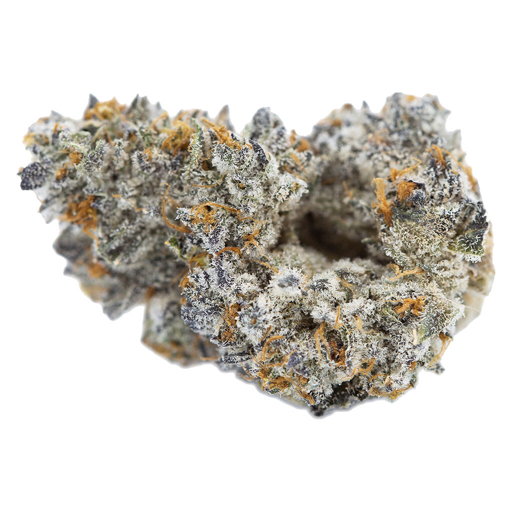 3RD COAST GENETICS PUREMICHIGAN Oooze 1.0 x Mendo Breath F2