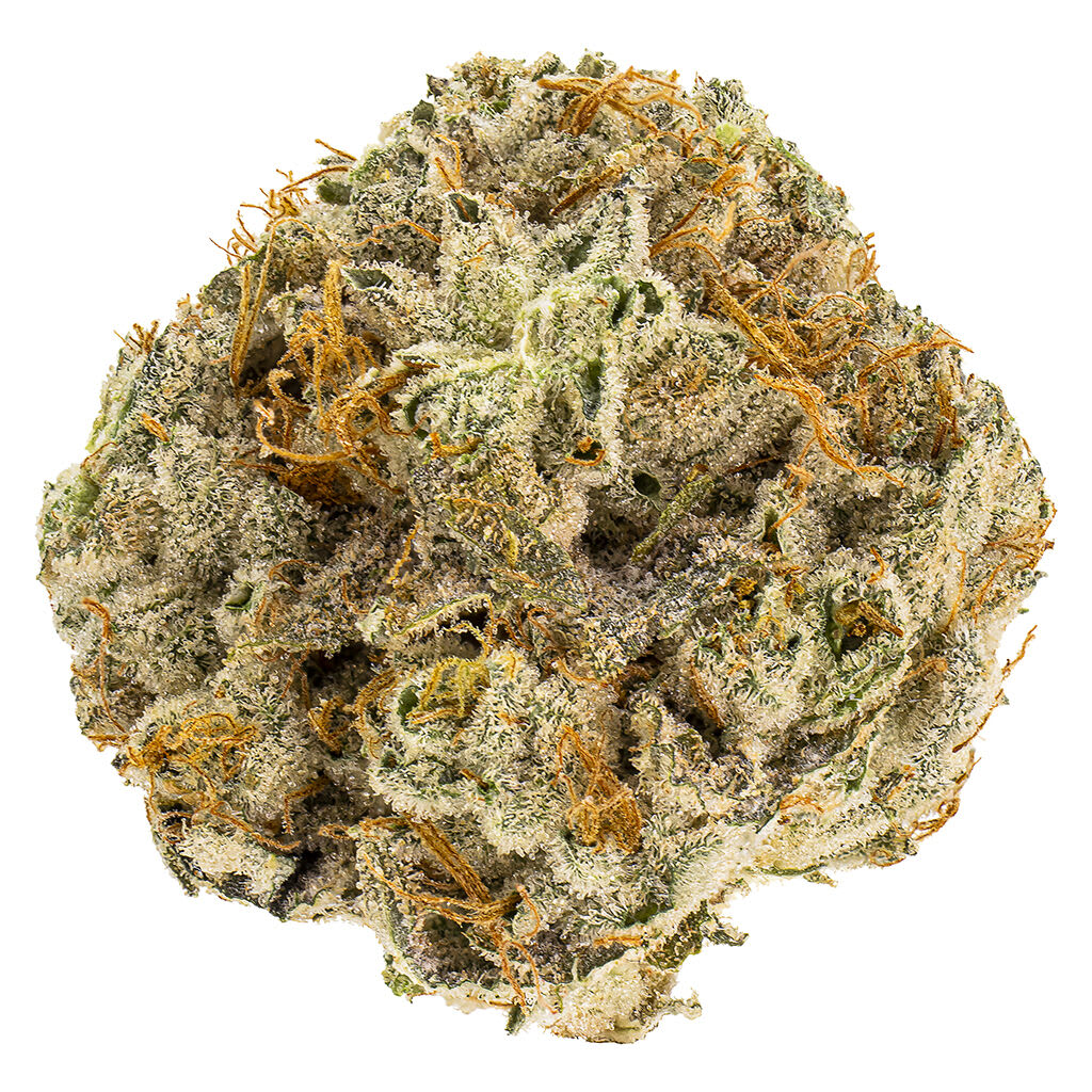 REEF ORGANIC Atlantic Glue