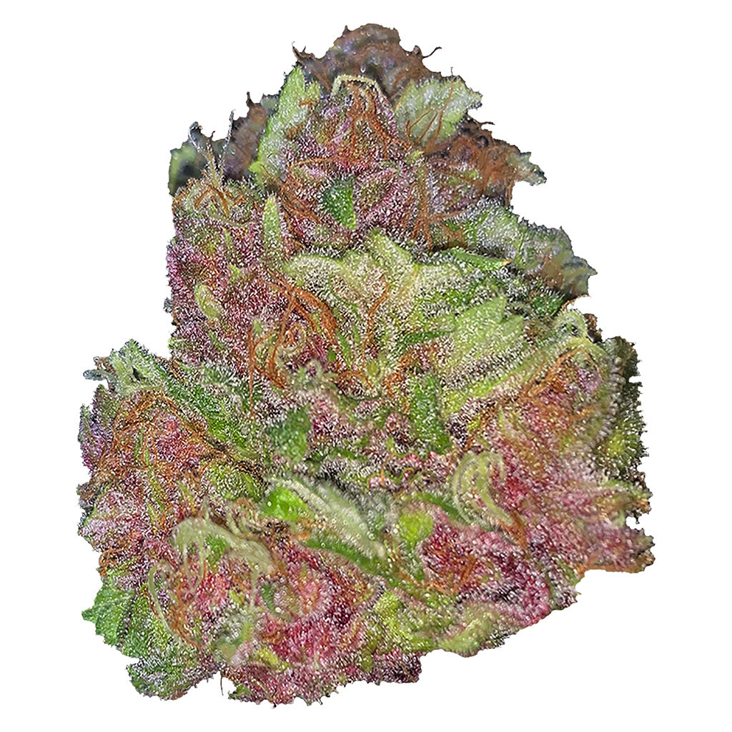 SILKY CONTINENTAL Tropical Papaya