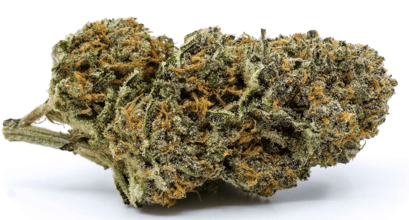 Redecan Wappa Dried Flower