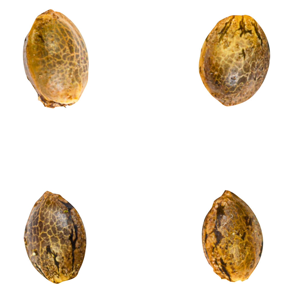 Green Rose Seeds Gry Pytn X Crashed Out Cookies 4 Pack Feminized Seeds