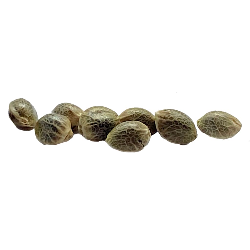 ANCESTRAL SEEDS Sugar Diesel Feminized Seeds