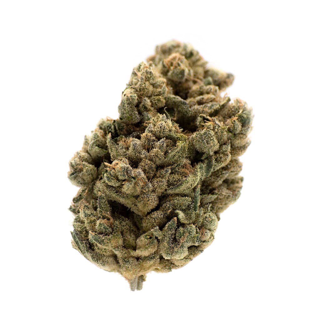 MTL Jungl' Cake Dried Flower