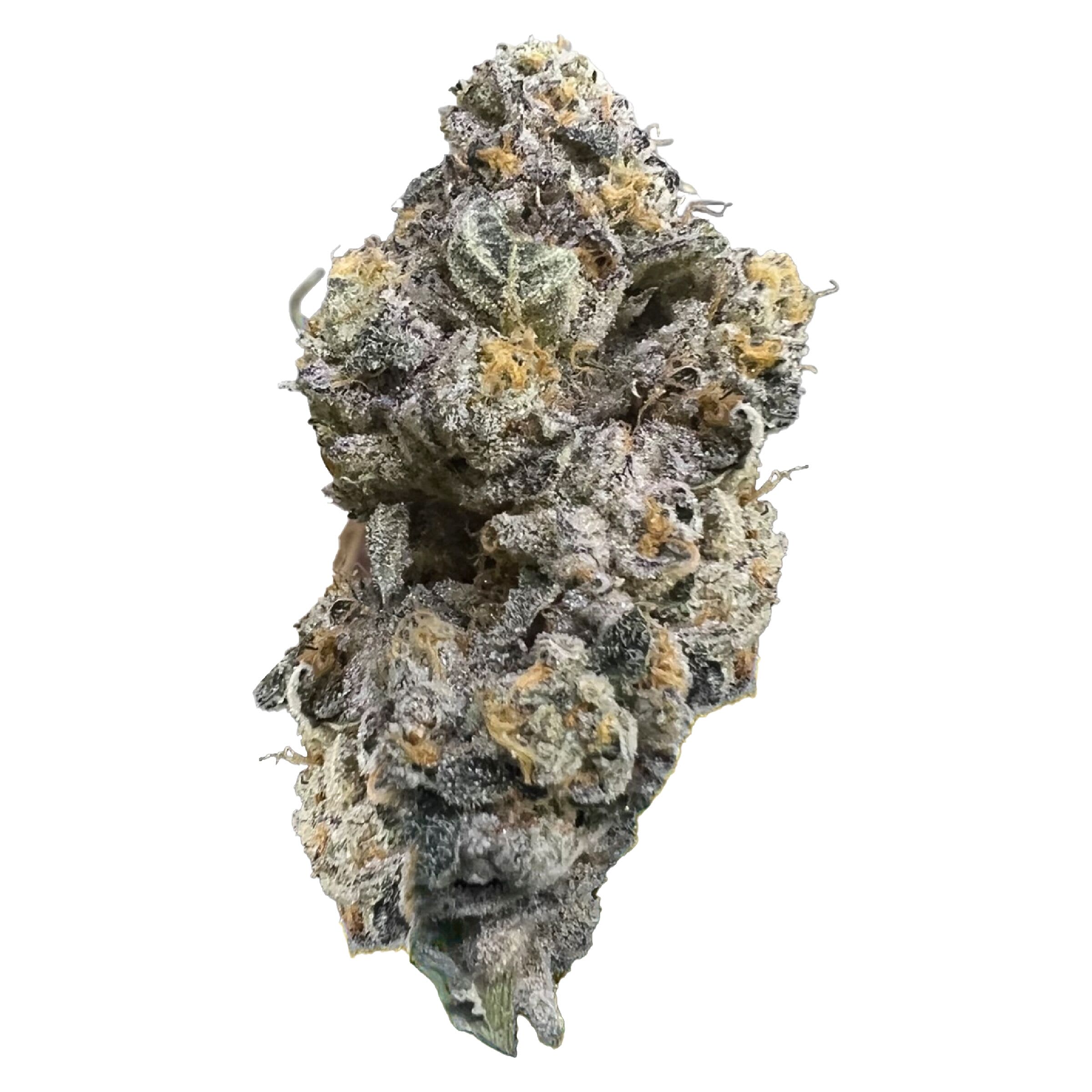 HighXotic Royal Dive#3: Hindu Glue Dried Flower - Image 2