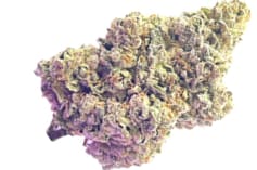 HighXotic Royal Dive #7: Scarface OG 3.5g Dried Flower